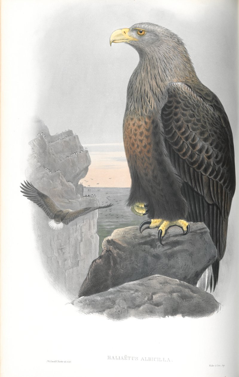 Kuva Haliaeetus Albicillasta (Sea-Eagle) tekijältä John Gould