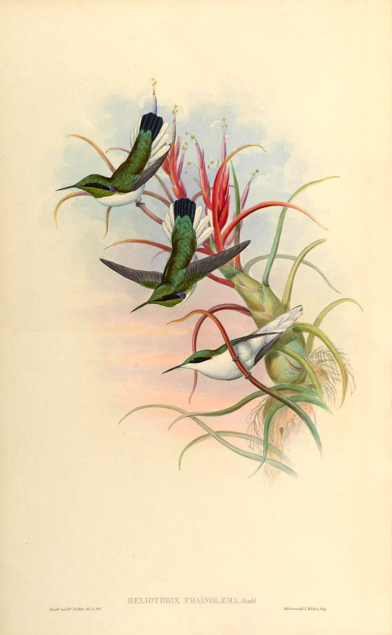 Kuva Heliothrix phaïnolæmasta (= Heliothryx auritus phainolaemus) (kolibri) Tillandsia bulbosa (bromeliad) tekijältä John Gould