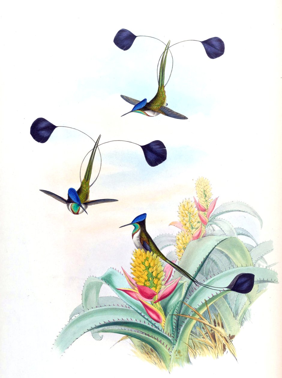Kuva Loddigesia mirabilis (kolibri) Aechmea mertensii (syn. A. mucroniflora) (bromeliad) tekijältä John Gould