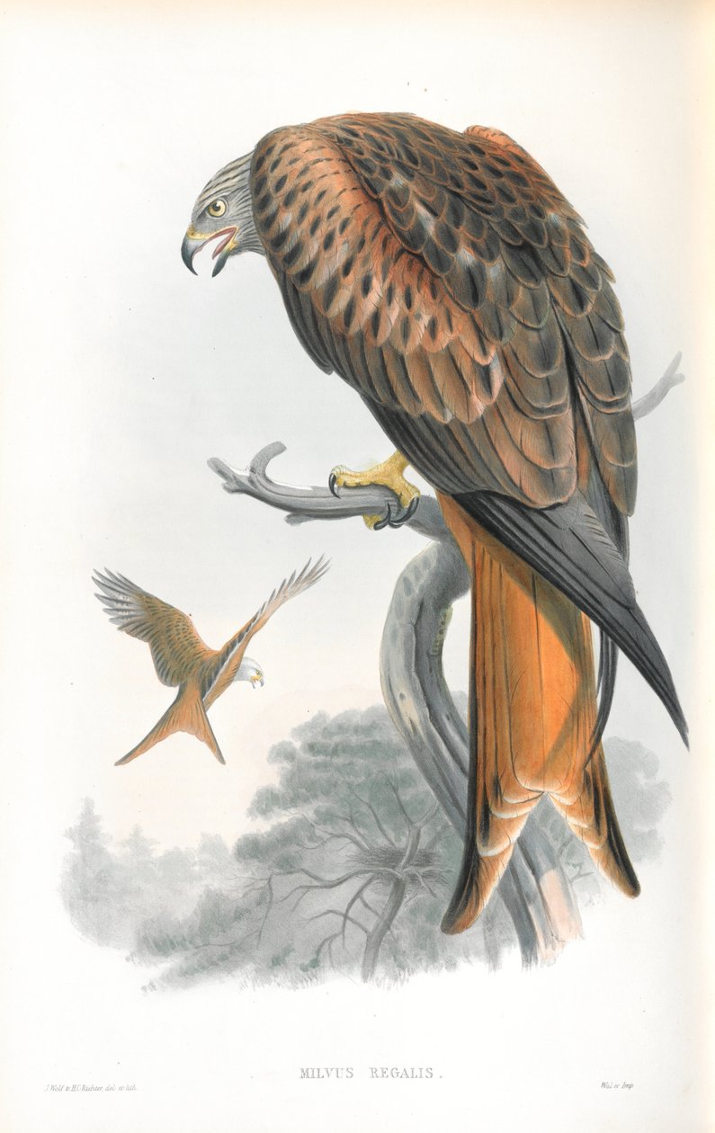 Kuva Milvus Regalisista (leija; Gilead) tekijältä John Gould