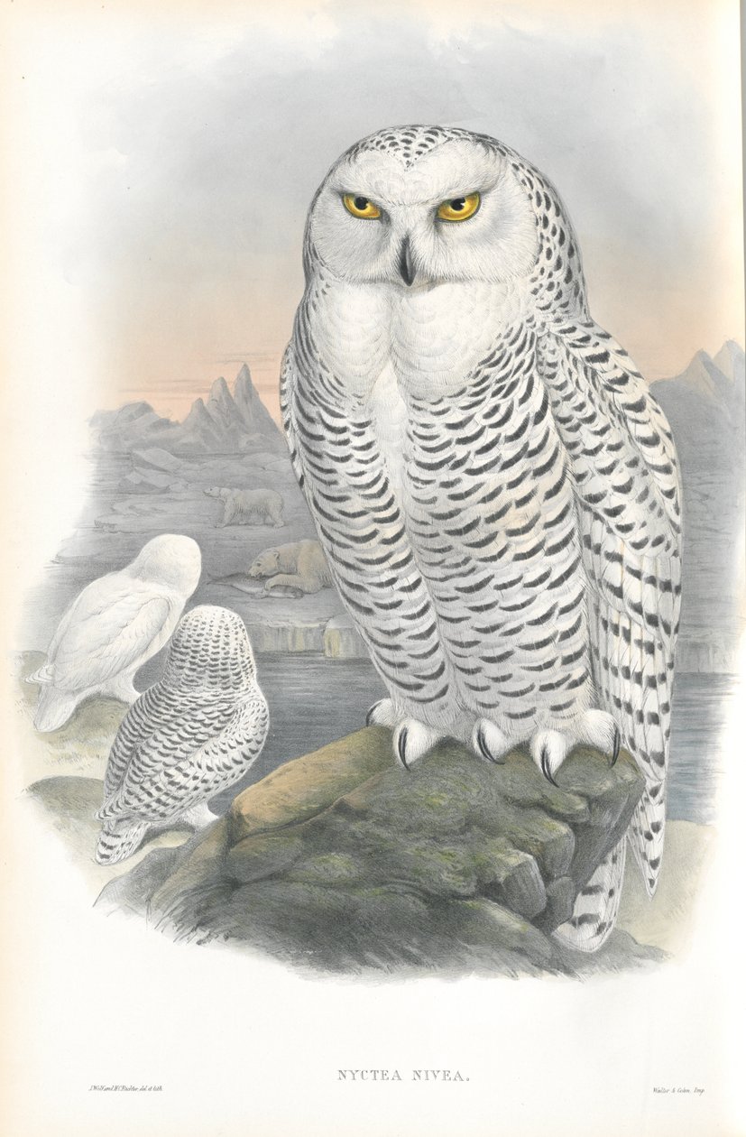 Kuva Nyctea Niveasta (lumipöllö) tekijältä John Gould