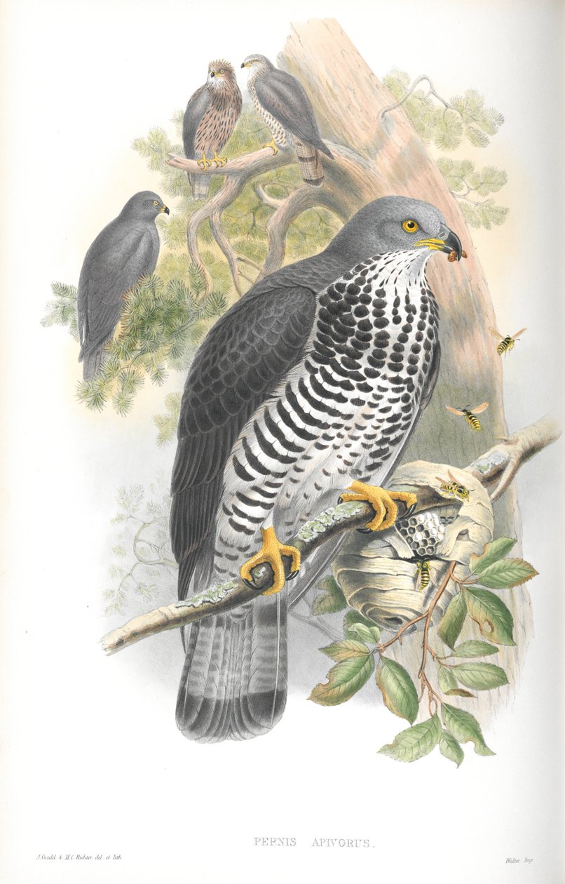 Kuva Pernis Apivorusista (Honey-Buzzard) tekijältä John Gould