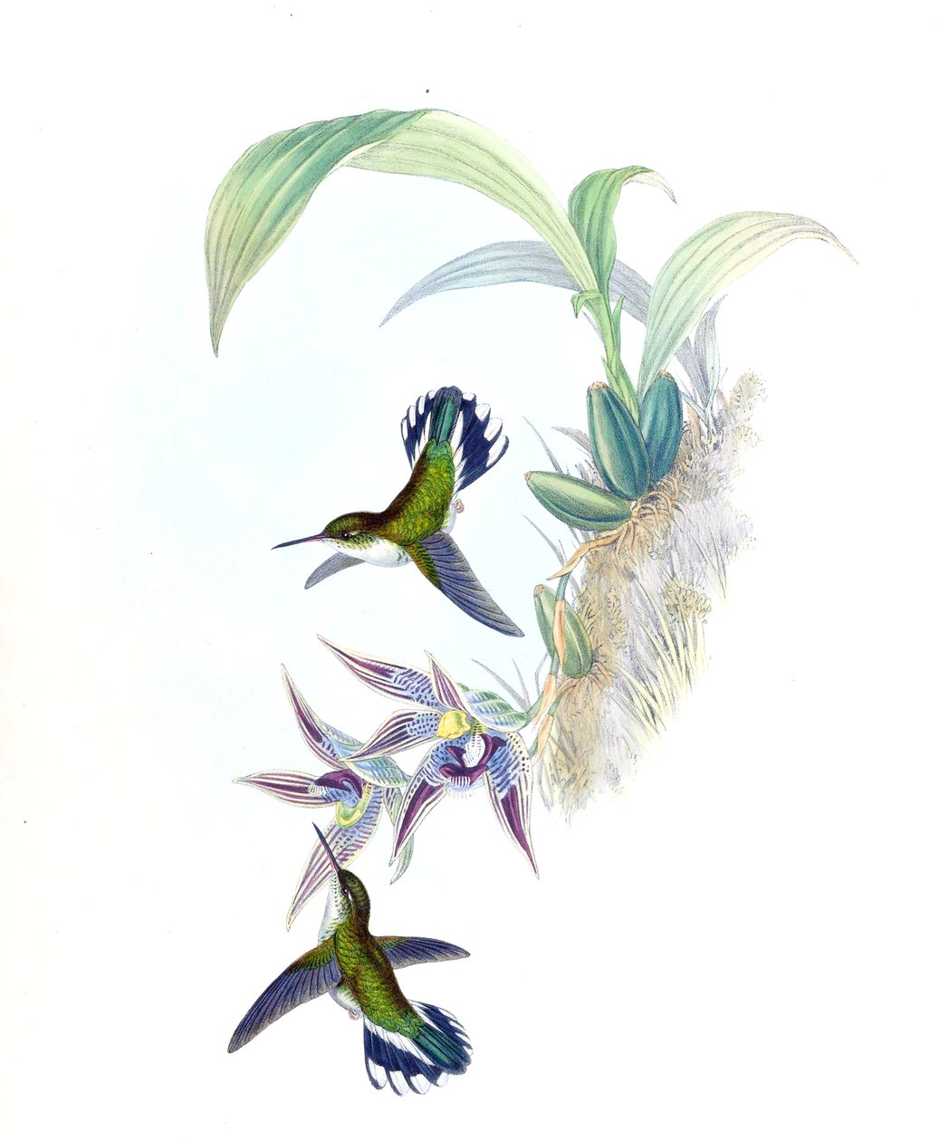 Kuva Phlogophilus hemileucurusista Paphinia cristatasta (orkidea) tekijältä John Gould