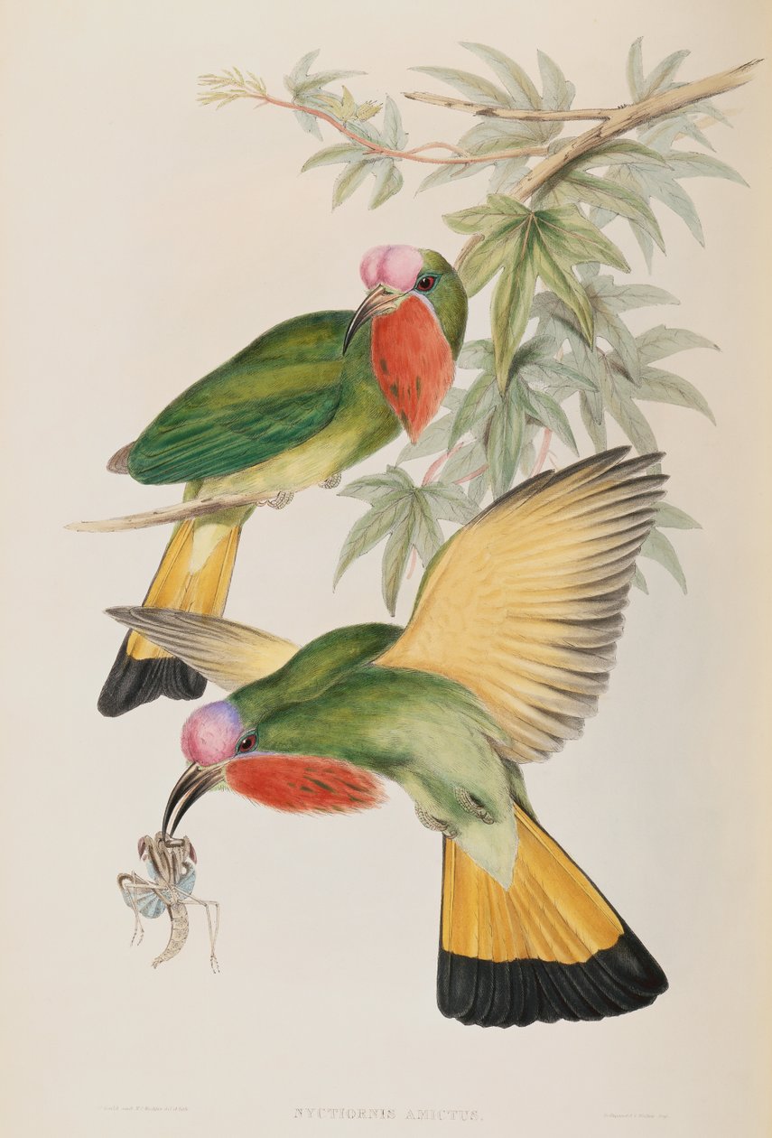 Kingfisher (Nyctiornis Amictus) Birds of Asiasta tekijältä John Gould