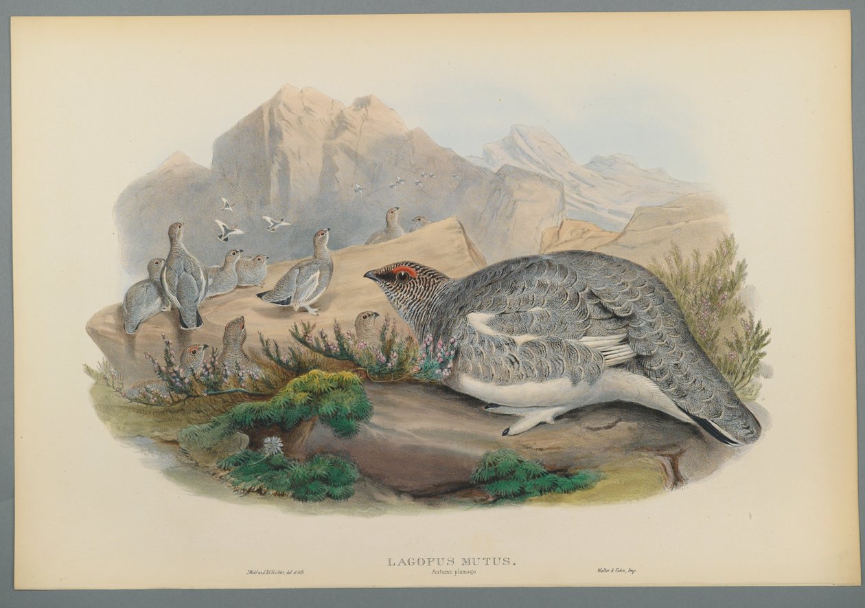 Lagopus Mutus, Autumn Plumage: Common Ptarmigan (värillinen lito kudospaperilla) tekijältä John Gould