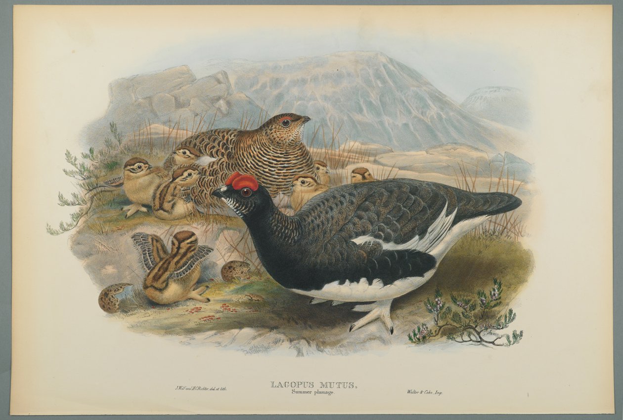 Lagopus Mutus, Summer Plumage: Common Ptarmigan (värillinen lito kudospaperilla) tekijältä John Gould