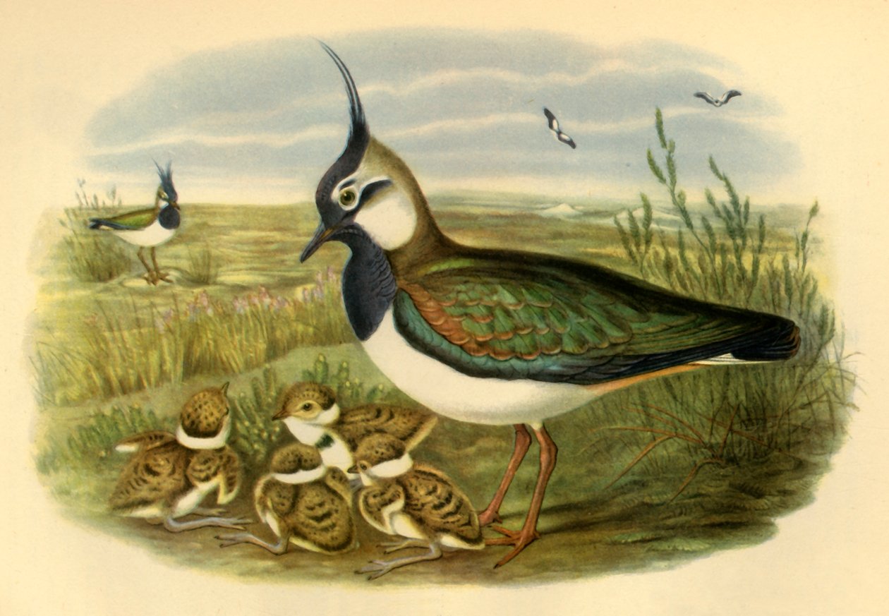 "Lapwing and Young", 1865, 1942. tekijältä John Gould