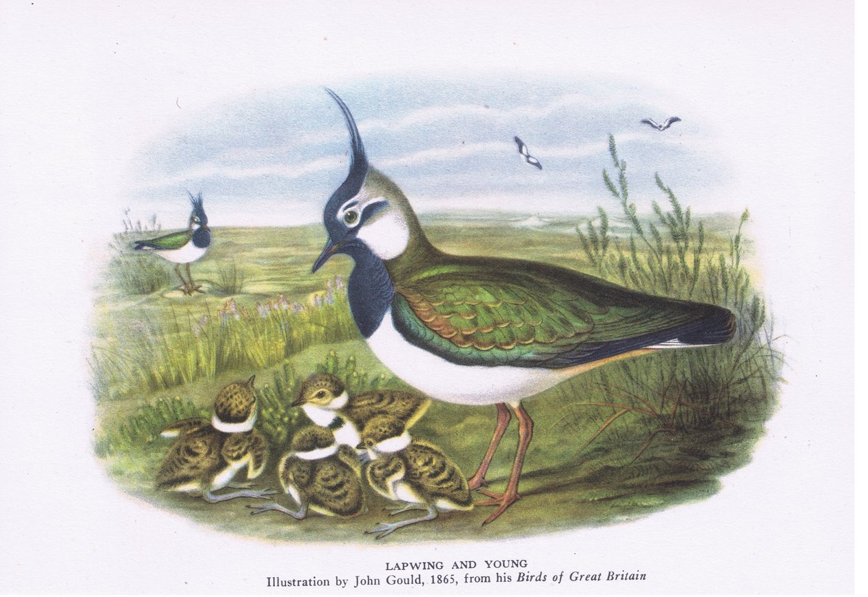 Lapintiira ja poikaset, Nature in Britain, julkaisija Collins, 1946. tekijältä John Gould