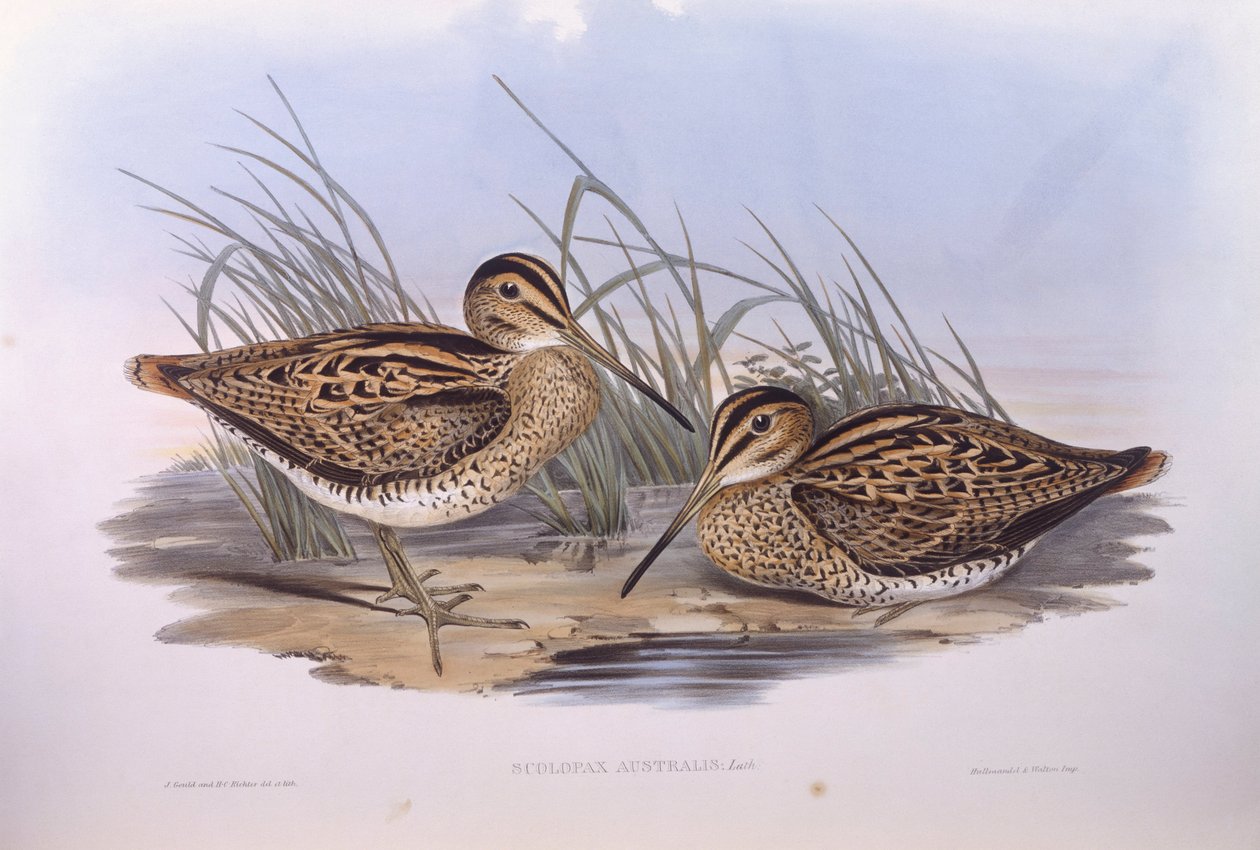 Lathamin nuija (Gallinago hardwickii), kaiverrus John Gould tekijältä John Gould