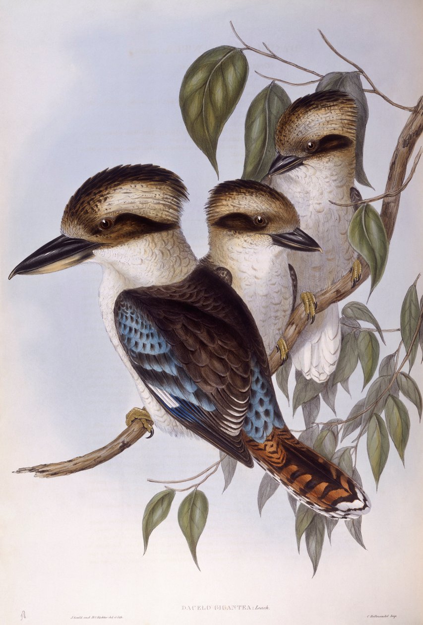 Naurava kookaburra (Dacelo novaeguineae), kaiverrus John Gould tekijältä John Gould