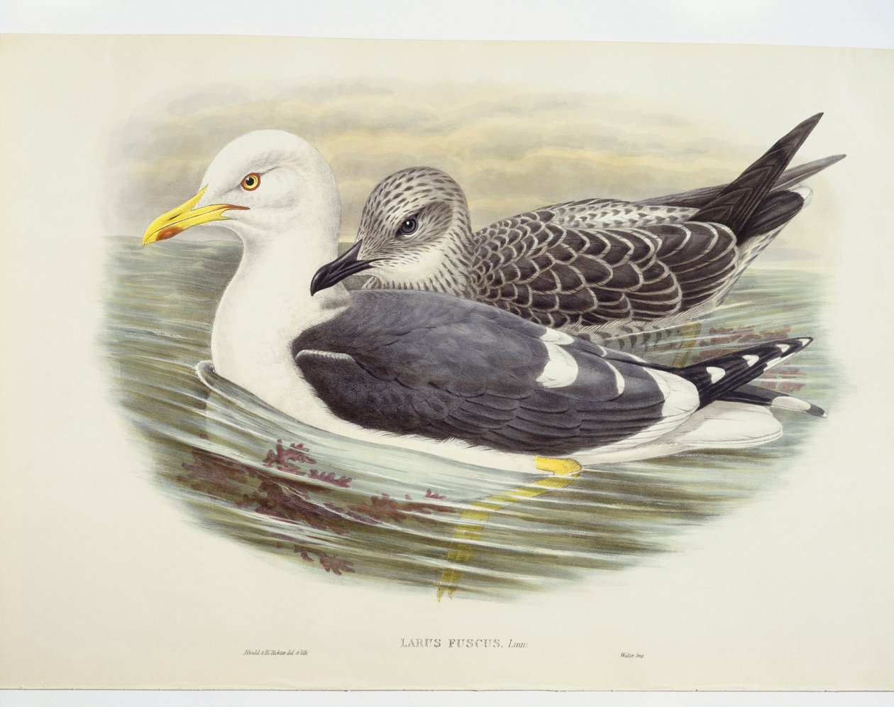 Pieni mustaselkälokki (Larus fuscus), kuva tekijältä John Gould