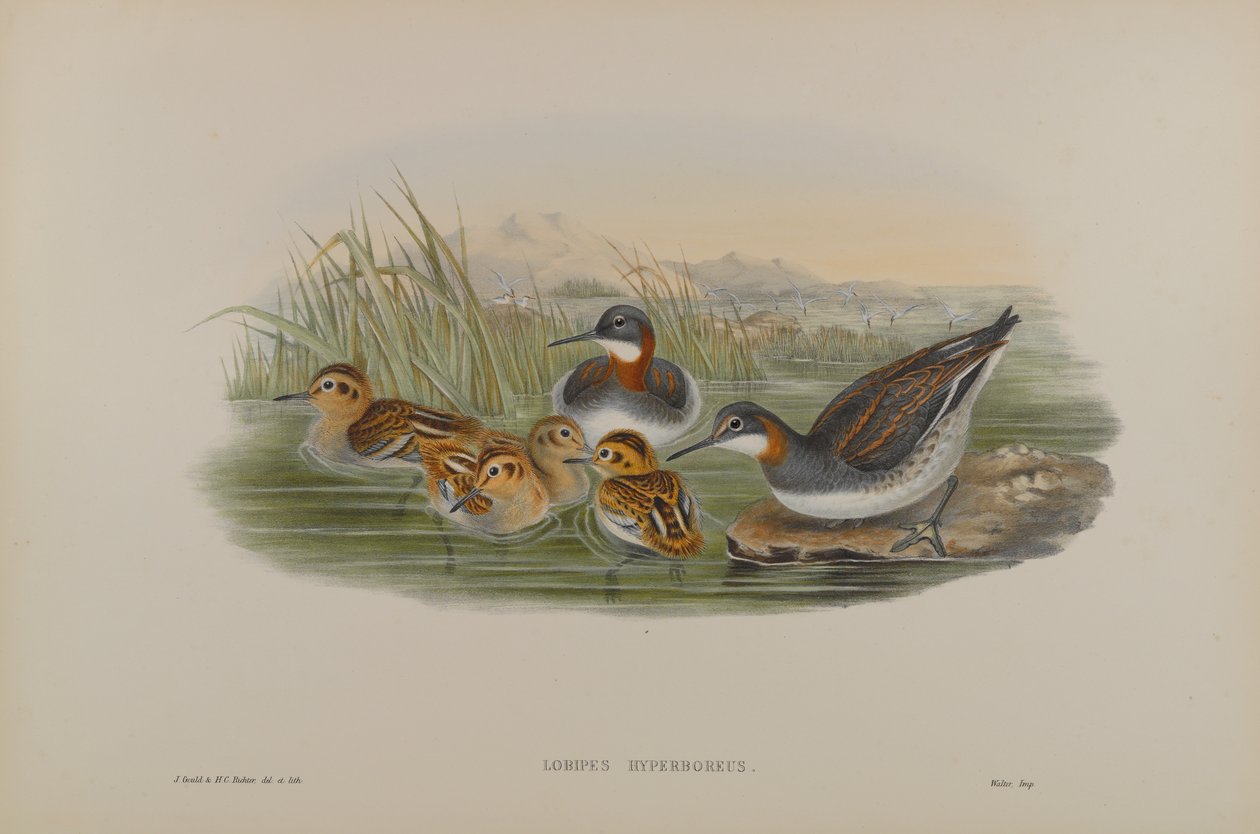Lobipes Hyperboreus - punakaulainen phalarope tekijältä John Gould