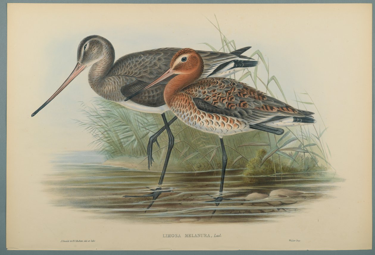 Lurinosa Melanura (värillinen lito kudospaperilla) tekijältä John Gould