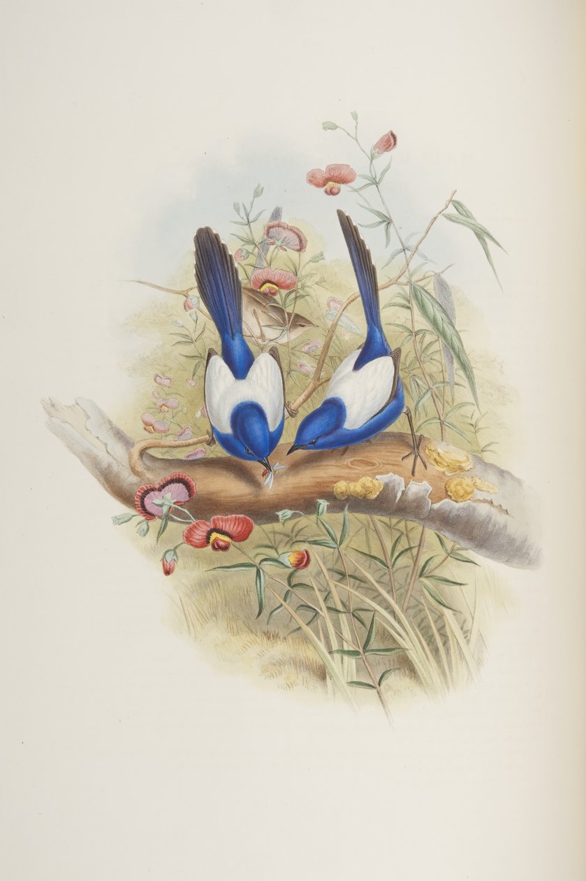 Malurus leuconotus, John Gouldin "Australian linnuista", 1840 tekijältä John Gould