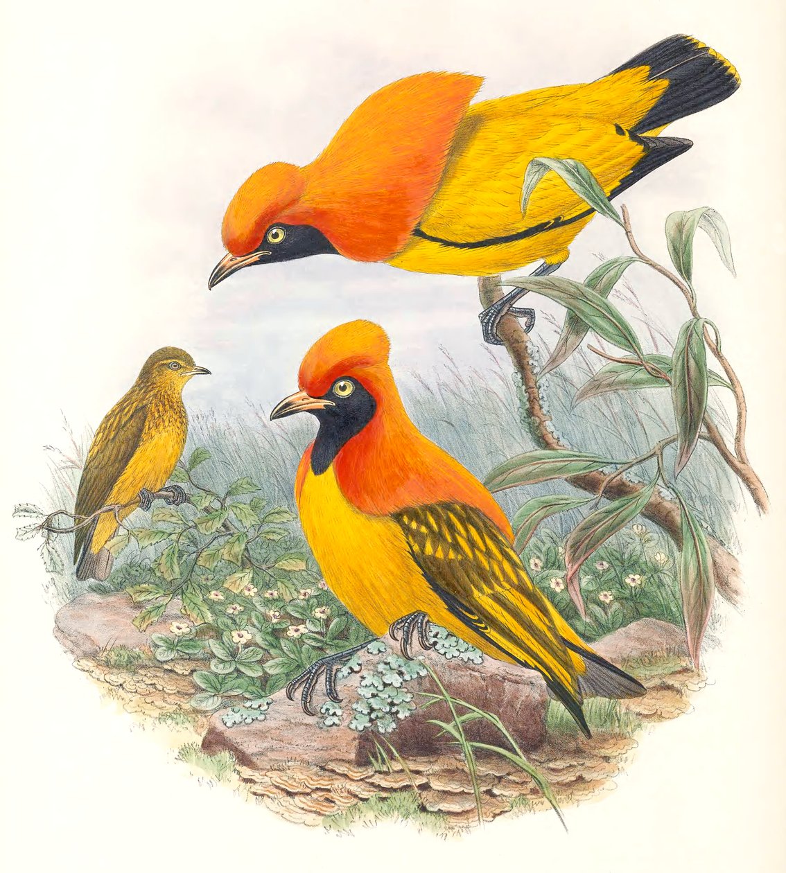 Naamioitu bowerbird tekijältä John Gould
