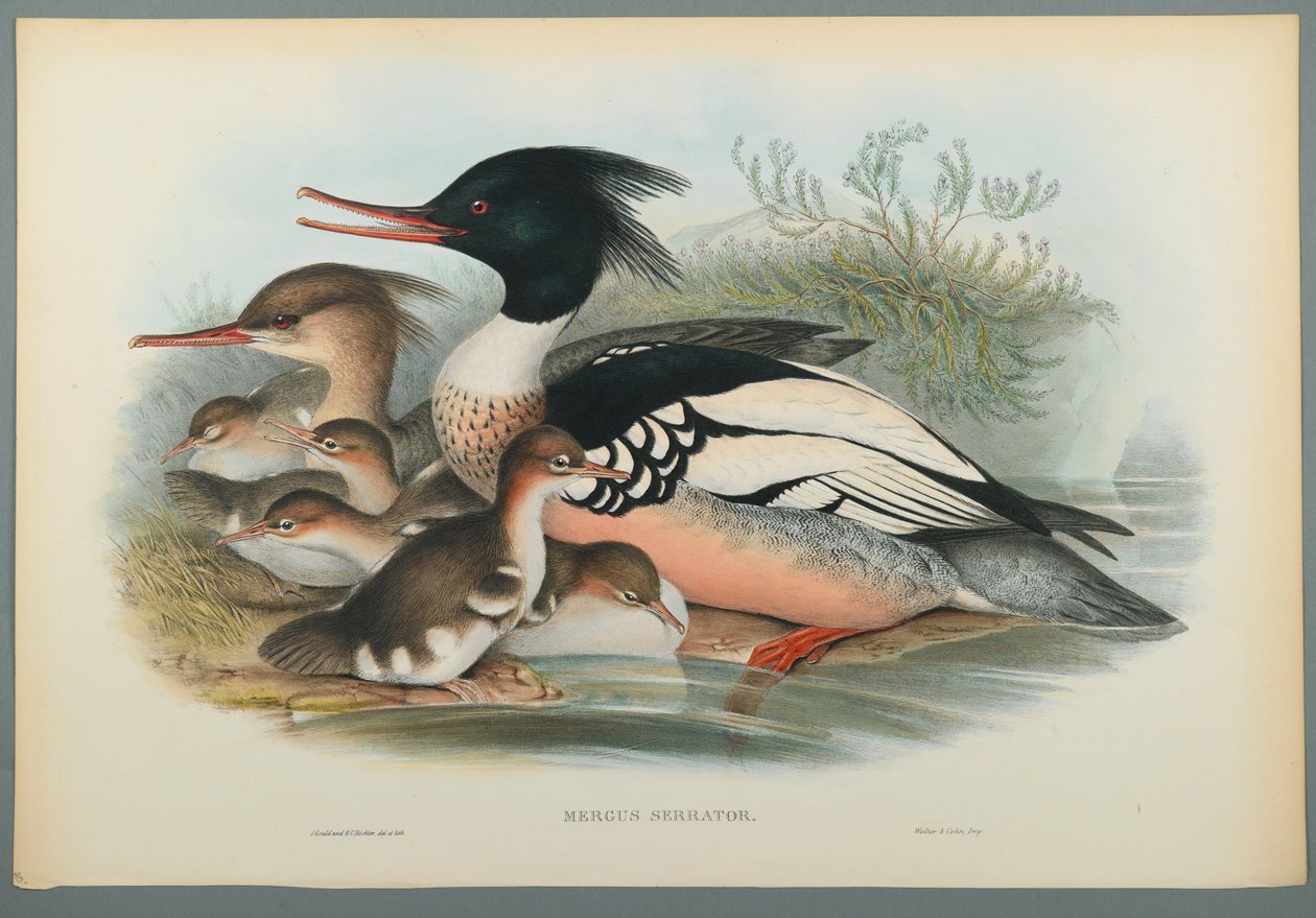 Mergus Serrator: Merganser (värillinen lito kudospaperilla) tekijältä John Gould