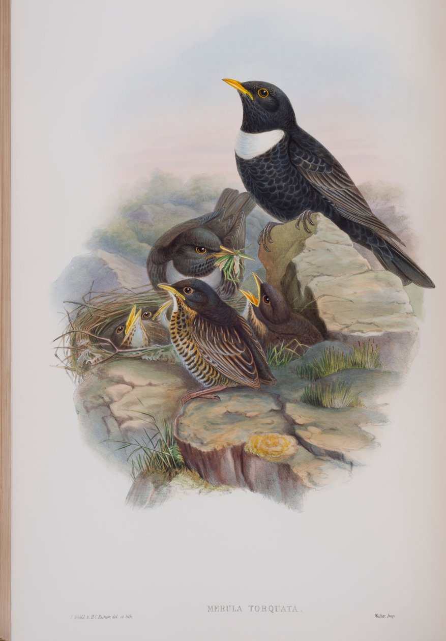 Merula Torquata, John Gouldin The Birds of Great Britain -levy, julkaistu 1862-73 (käsinvärinen lito) tekijältä John Gould