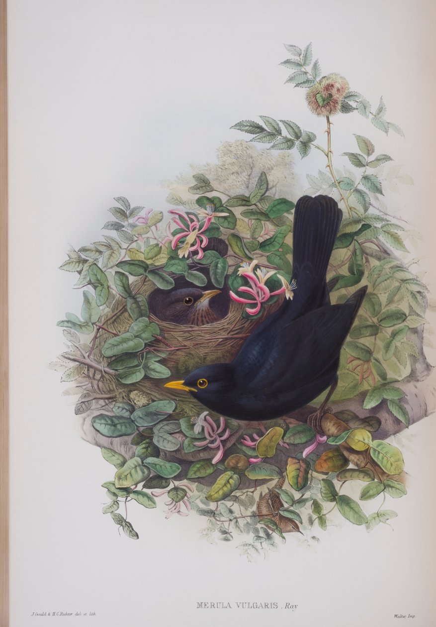 Merula Vulgaris, John Gouldin The Birds of Great Britain -levy, julkaistu 1862-73 (käsinvärinen lito) tekijältä John Gould