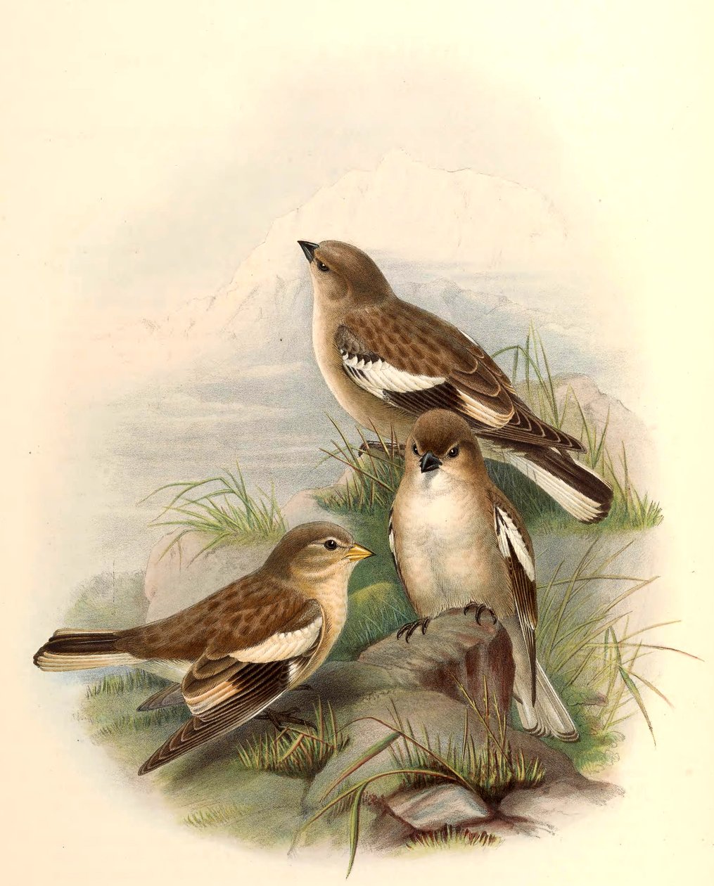 Montifringilla adamsi tekijältä John Gould