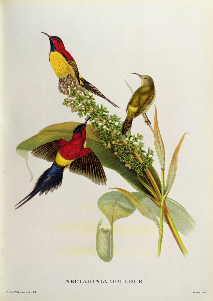 Nectarinia Gouldae 