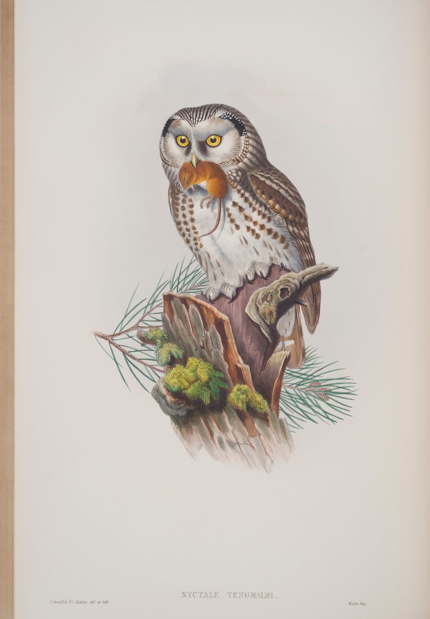 Nyctale Tengmalmi, John Gouldin The Birds of Great Britain -levy, julkaistu 1862-73 (käsinvärinen lito) tekijältä John Gould