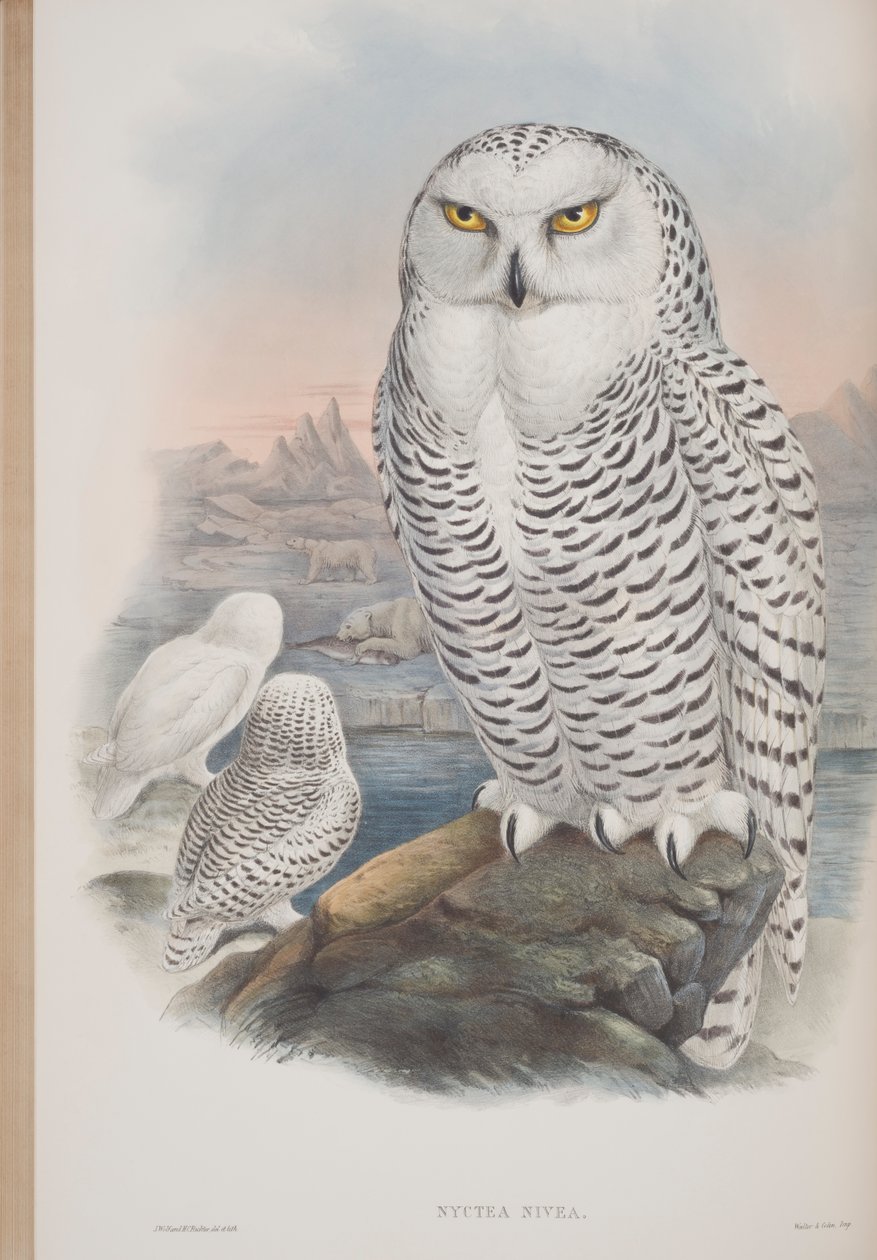 Nyctea Nivea, John Gouldin The Birds of Great Britain -levy, julkaistu 1862-73 (käsinvärinen lito) tekijältä John Gould