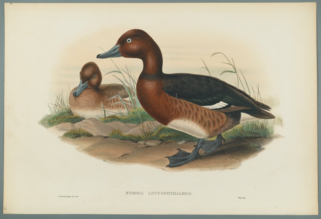 Nyroca Leucophtalmos: White Eyes tai Ferruginous Duck (värillinen lito kudospaperilla) tekijältä John Gould