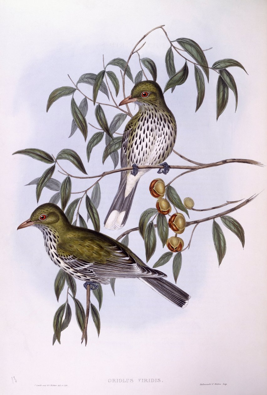 Oliiviselkäinen orioli (Oriolus sagittatus), kaiverrus John Gould tekijältä John Gould