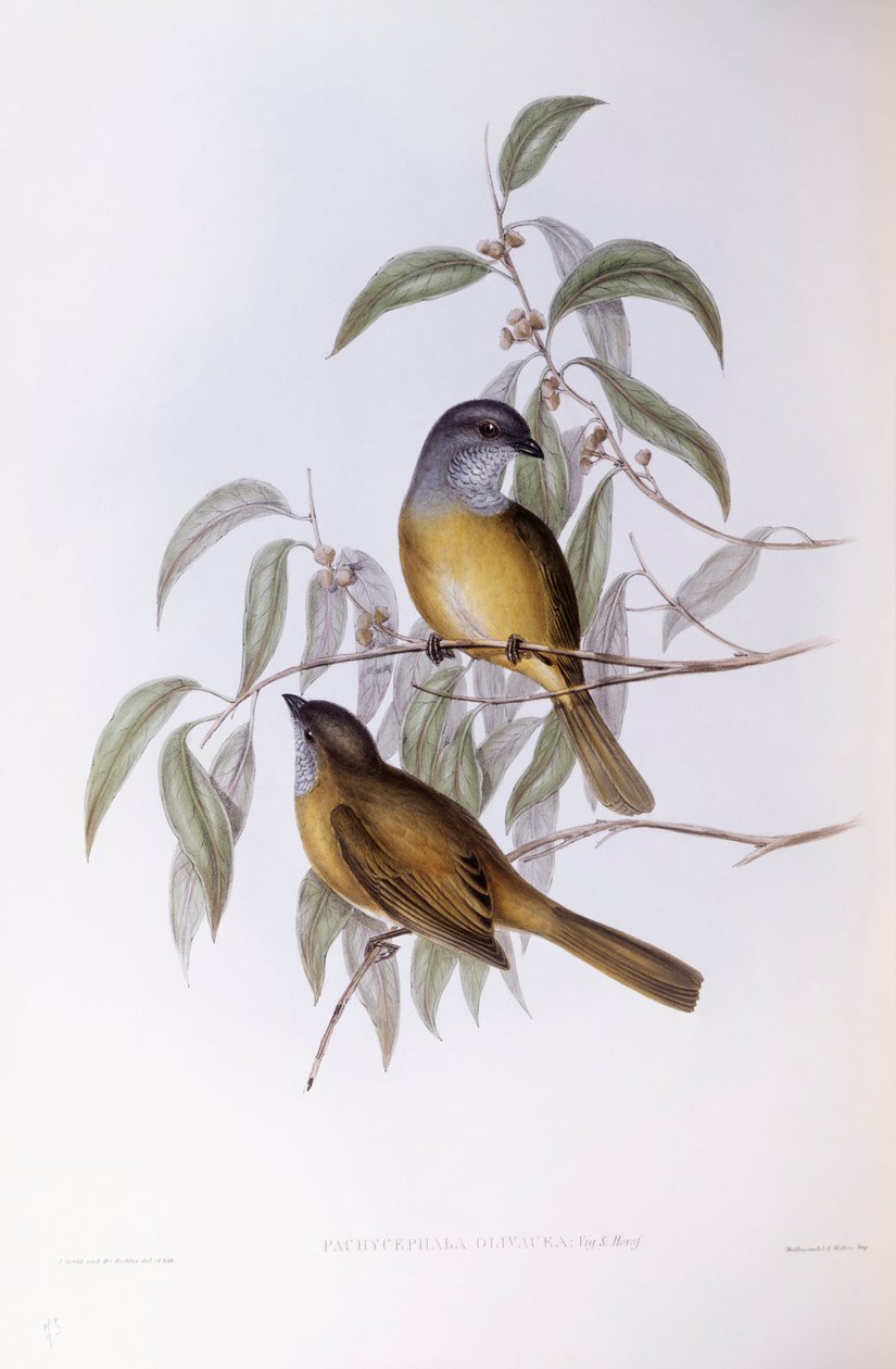Oliivipilleri (Pachycephala olivacea), kaiverrus John Gould tekijältä John Gould