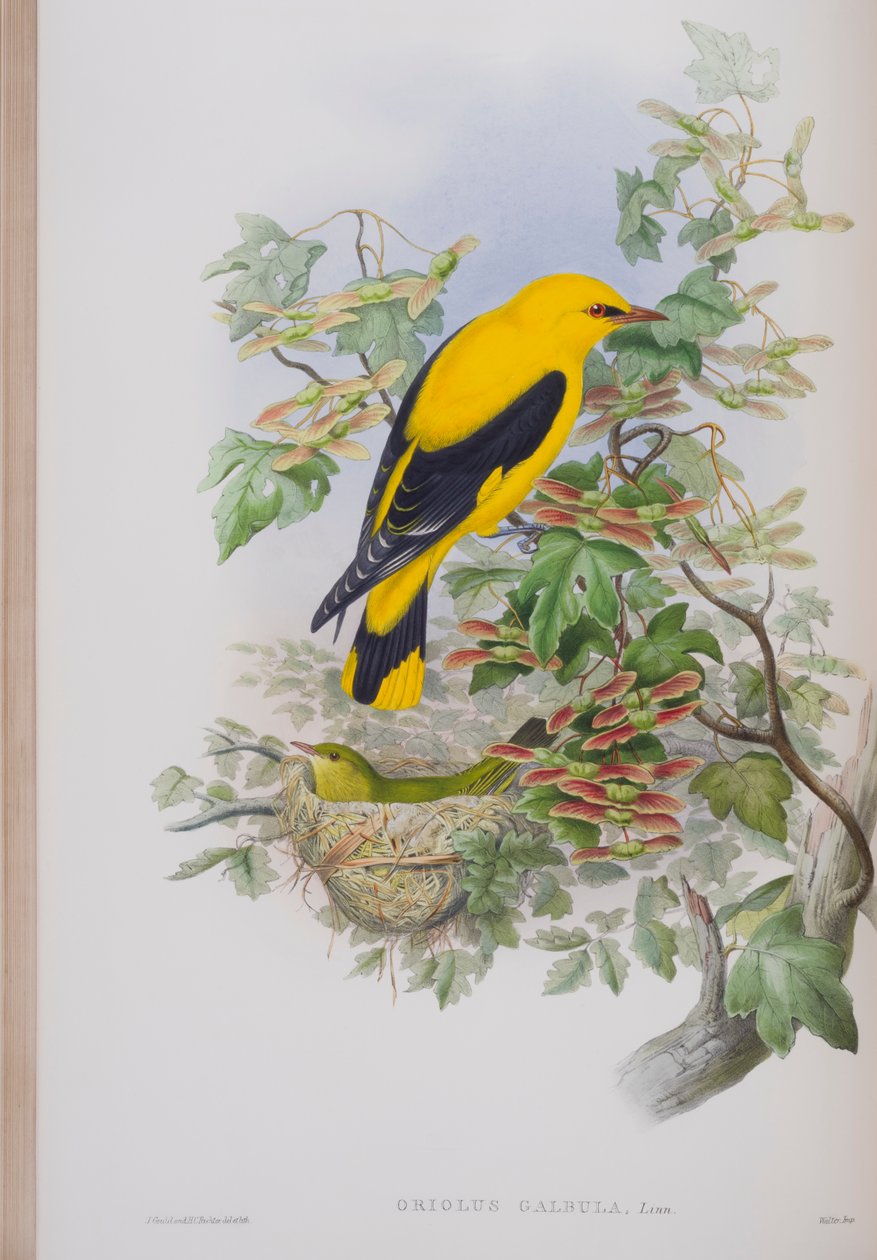 Oriolus Galbula, John Gouldin The Birds of Great Britain -levy, julkaistu 1862-73 (käsinvärinen lito) tekijältä John Gould