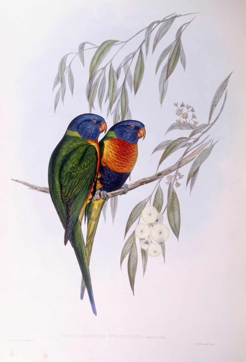 Koristeellinen lorikka (Trichoglossus ornatus), kaiverrus John Gould tekijältä John Gould