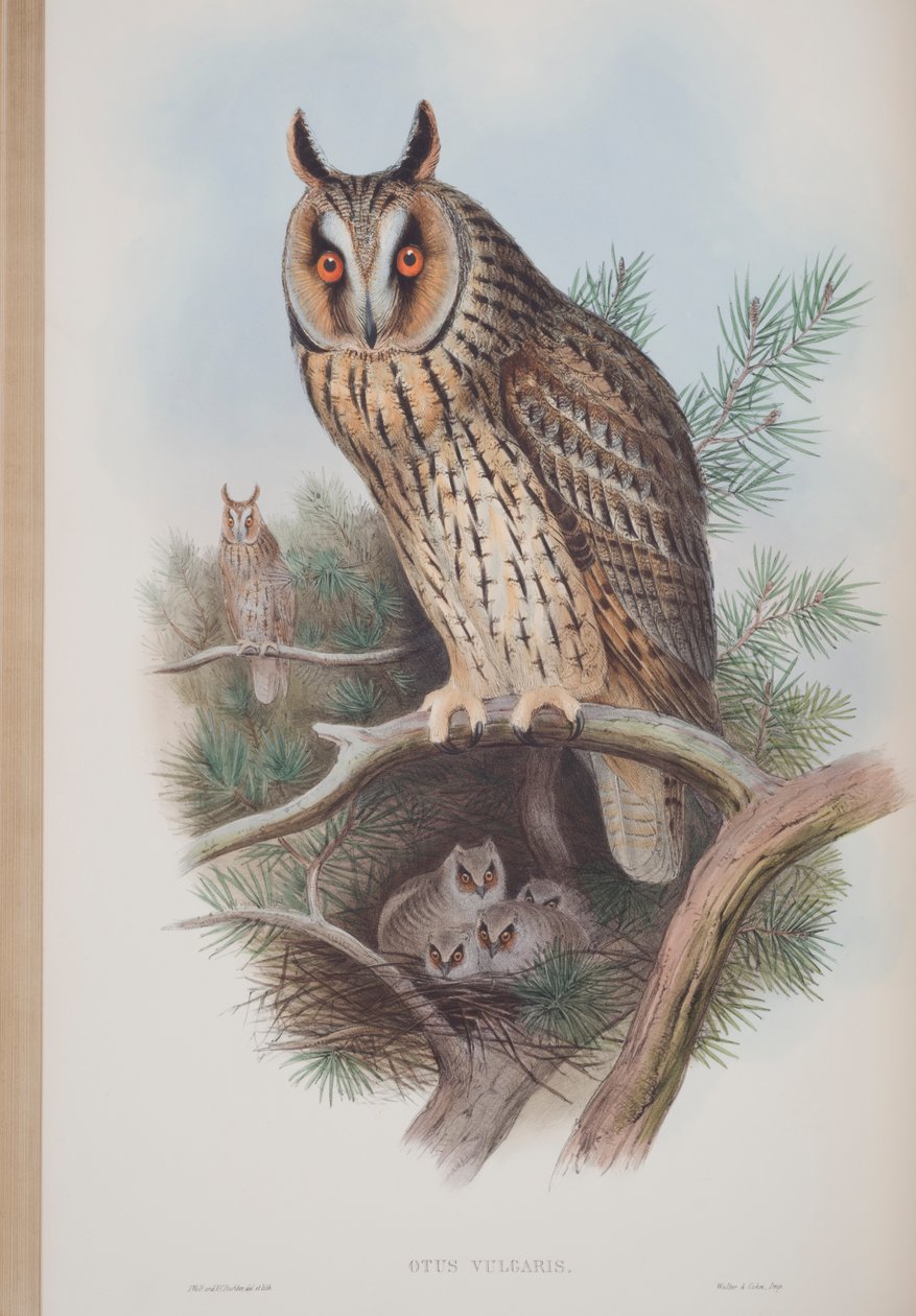 Otus Vulgaris, kilpi teoksesta The Birds of Great Britain, John Gould, julkaistu 1862-73 (käsin värjätty litografia). tekijältä John Gould