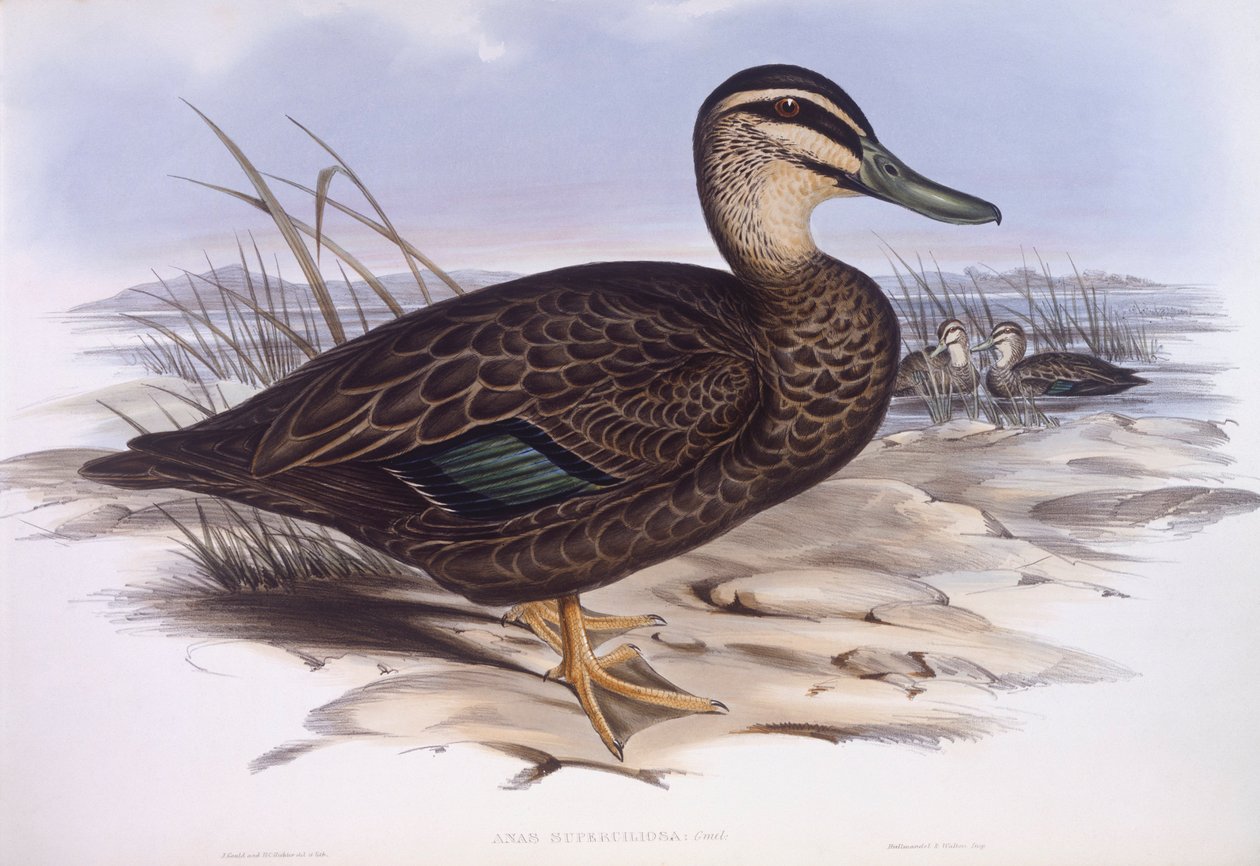 Tyynenmeren musta ankka (Anas superciliosa), kaiverrus John Gould tekijältä John Gould