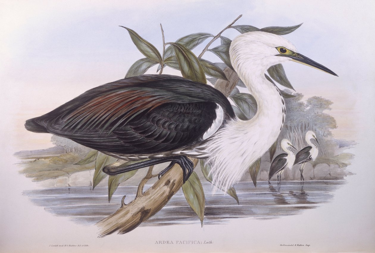 Tyynenmeren haikara (Ardea pacifica), kaiverrus John Gould tekijältä John Gould