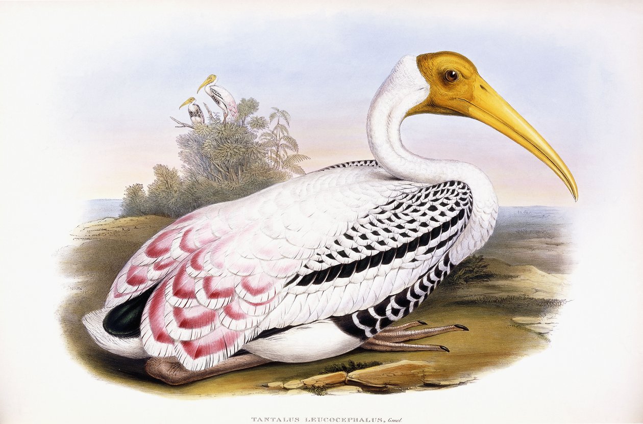Maalattu Stork tekijältä John Gould