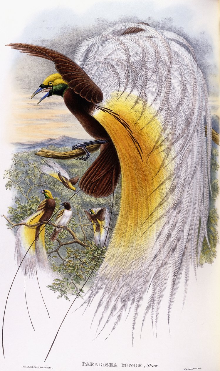 Paradisaea Minor tekijältä John Gould