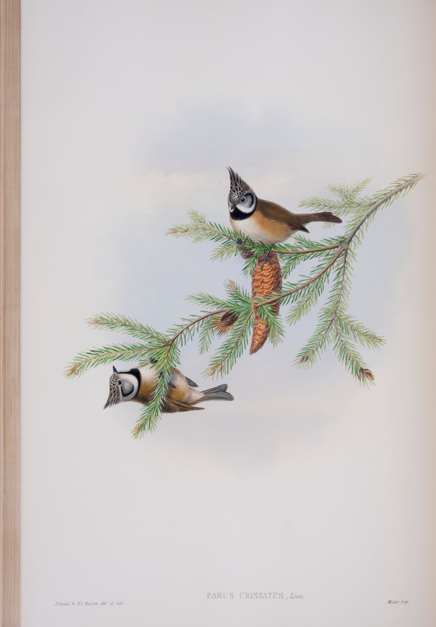 Parus Cristatus, lautanen John Gouldin teoksesta The Birds of Great Britain, julkaistu 1862-73 (käsinvärinen lito) tekijältä John Gould
