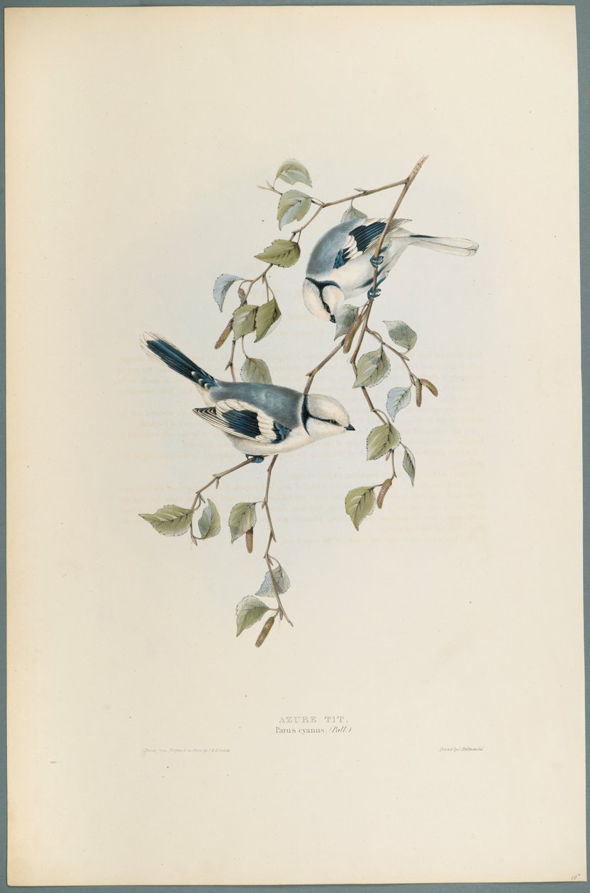 Parus Cyanus: Azure Tit (värinen lito kudospaperilla) tekijältä John Gould