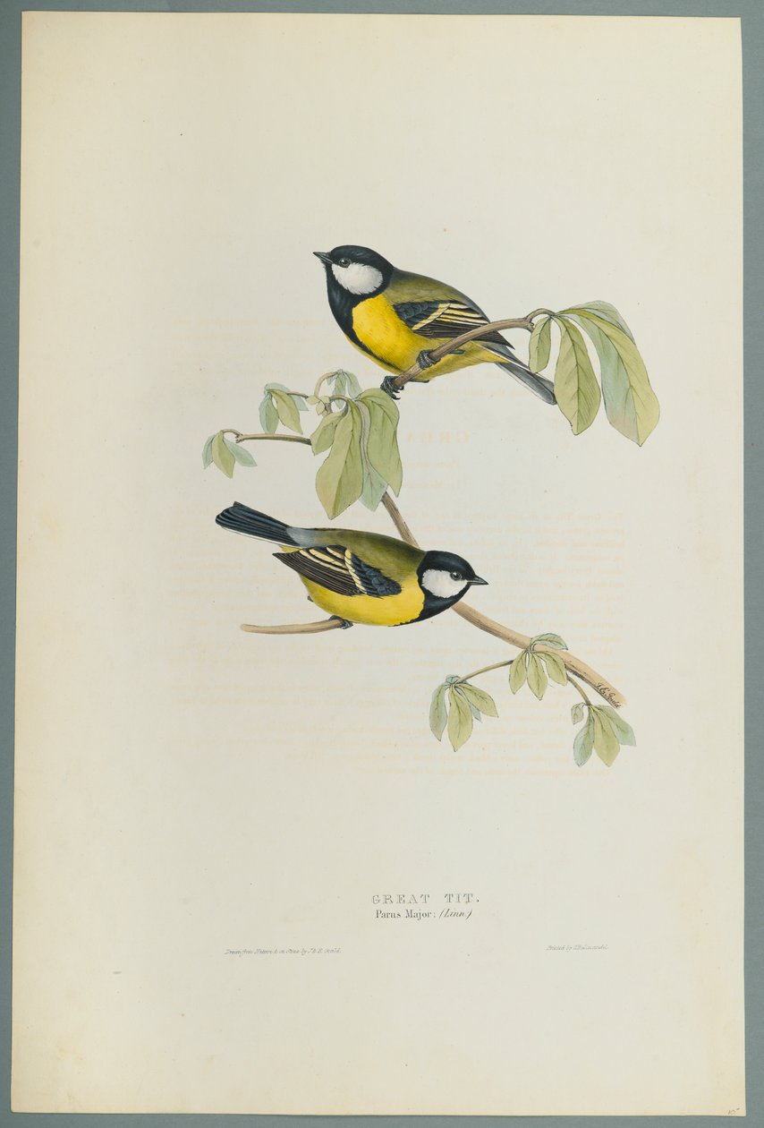 Parus Major: Talitiainen (värinen lito kudospaperilla) tekijältä John Gould