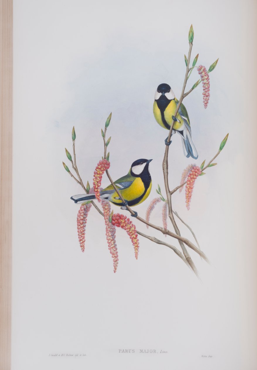 Parus Major, levy julkaisusta The Birds of Great Britain, kirjoittanut John Gould, julkaistu 1862-73 (käsinvärinen lito) tekijältä John Gould
