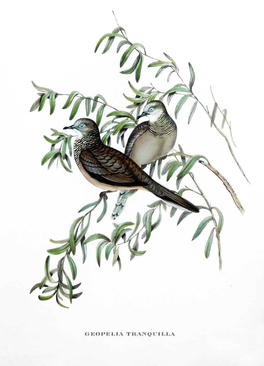 Rauhallinen kyyhkynen, Australian lintuja, kaiverrus John Gouldin (1804-1881) kirjasta "Tropical Birds" (Trooppiset linnut). tekijältä John Gould