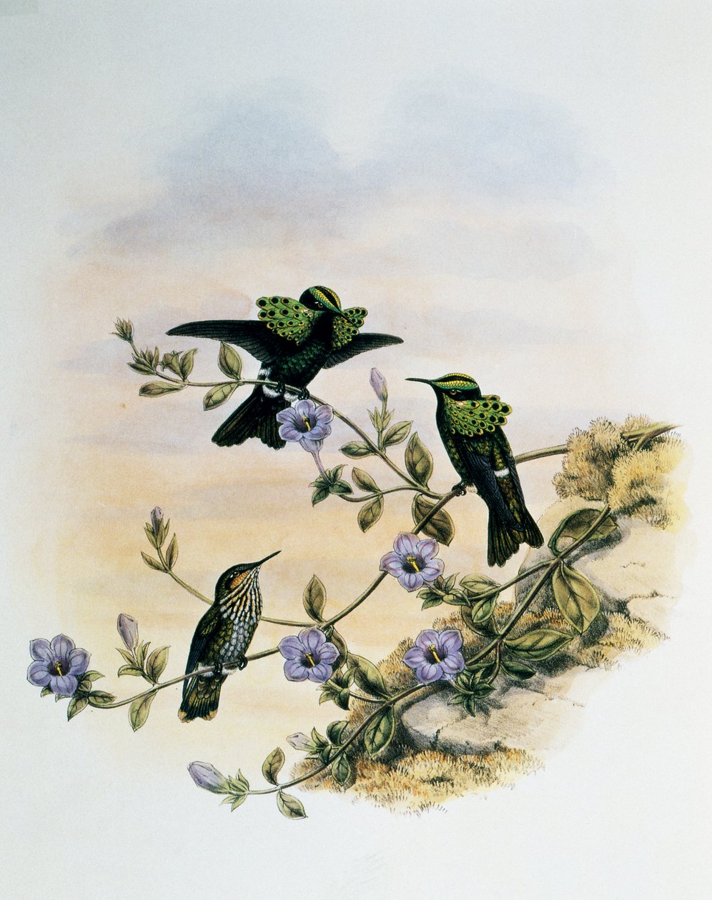 Peacock Coquette (Lophornis pavoninus), kaiverrus Monograph of Trochilidae or Humming Birds (1849-1861), kirjoittanut John Gould (1804-1881), Yhdistynyt kuningaskunta tekijältä John Gould