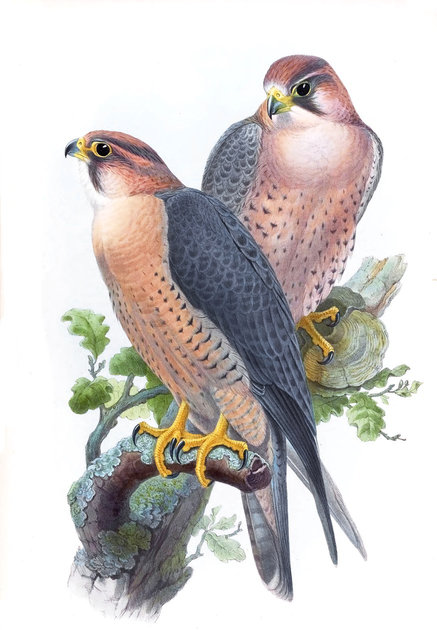 Muuttohaukka, (punahattuinen haukka) Falco peregrinus babylonicus Sclater tekijältä John Gould