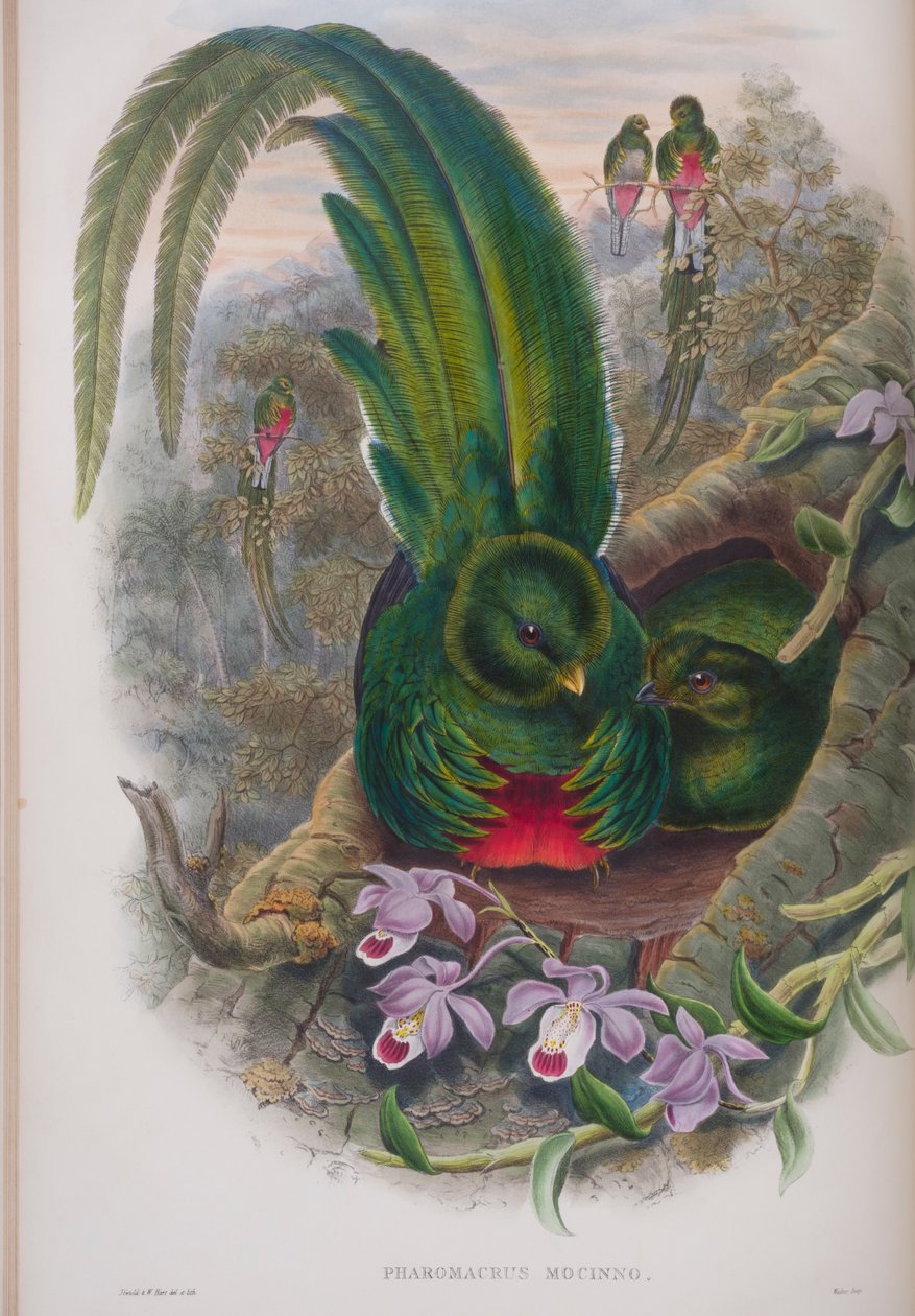Pharomacrus Mocinno, John Gouldin The Birds of Great Britain -levy, julkaistu 1862-73 (käsinvärinen lito) tekijältä John Gould