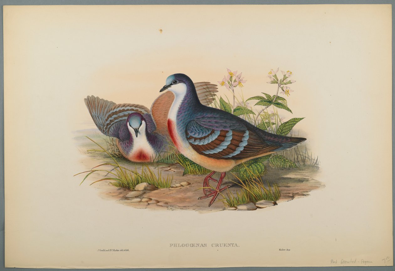 Philogoenas Cruenta (värinen lito kudospaperilla) tekijältä John Gould