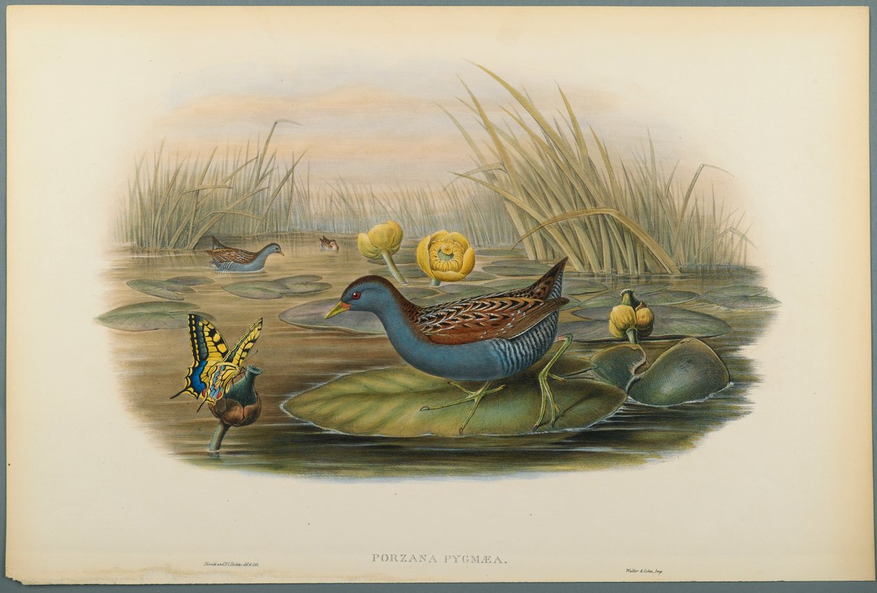 Porzana Pygmaea, Baillons Crane (värillinen lito kudospaperilla) tekijältä John Gould