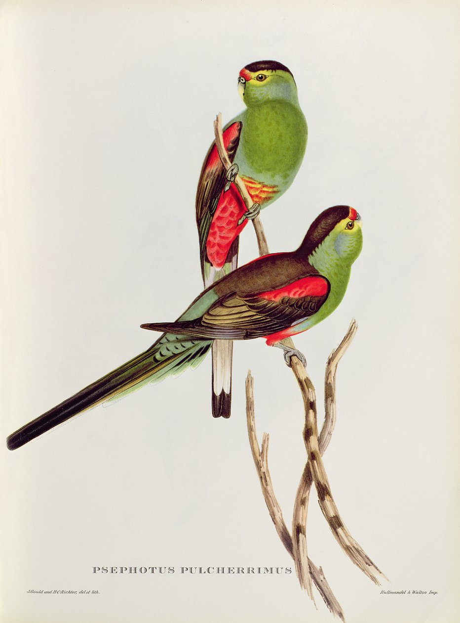 Psephotus Pulcherrimus tekijältä John Gould