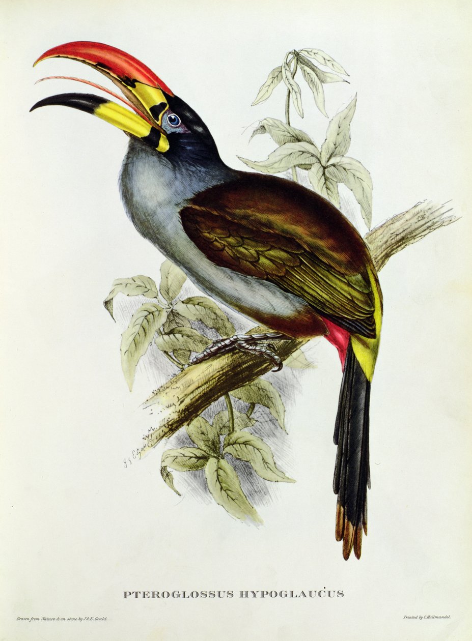 Pteroglossus Hypoglaucus trooppisista linnuista tekijältä John Gould