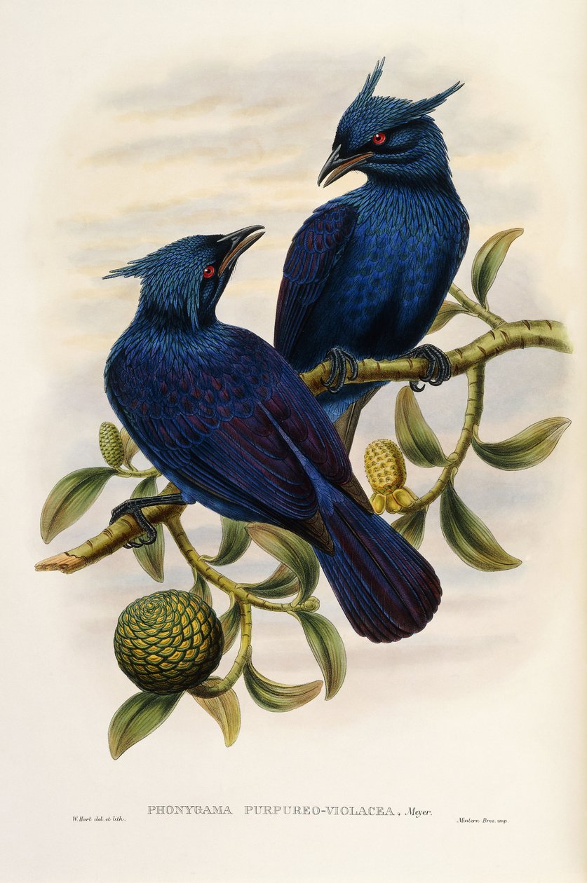Purppura ja violetti Manucode tekijältä John Gould