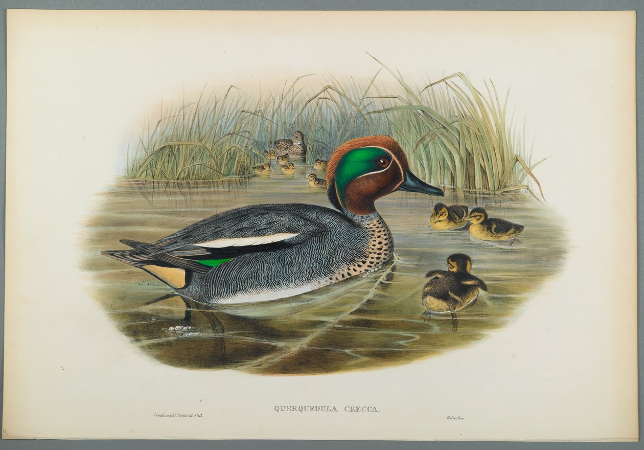 Querquedula Crecca: Taal (väri litho kudottu paperilla) tekijältä John Gould